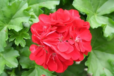 4.75T/10GERAN IVY LEAGUE RED