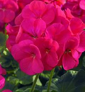 4.75T/10PORTULACA NANO YELLOW