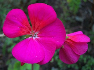 4.75T/10PORTULACA NANO ORANGE