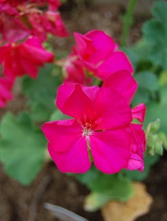 4.75T/10GERAN AMER CHERRYROSE