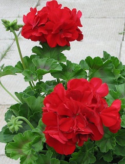 4.75T/10GERAN AMER DARK RED