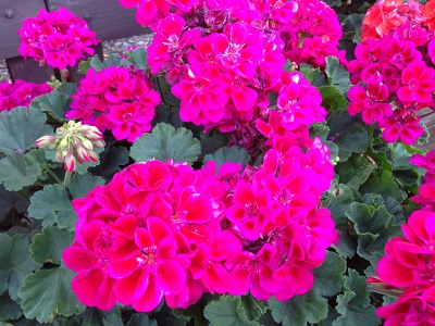 4.75T/10BEGON REX TREX FRST BLSH