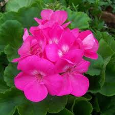 4.75T/10GERAN AMER PINK