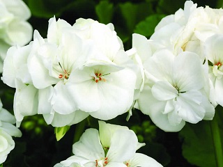 4.75T/10GERAN MOJO WHITE