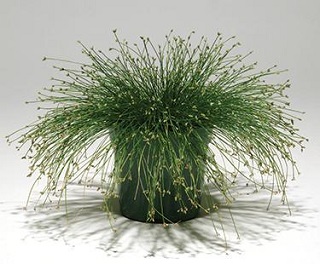 Z-4.75T/10GRASS FIBER OPTIC