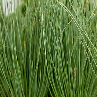 4.75T/10GRASS JUNCUS BLUE ARROW