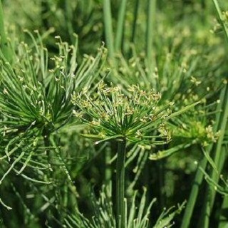 Z-5.25T/8GRASS FIREWORKS