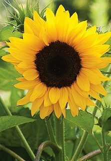 Z-4.75T/10NEMESIA NESIA MGNTA ES