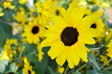 6.5T/3HELIAN SUNFIN DBL YELLOW