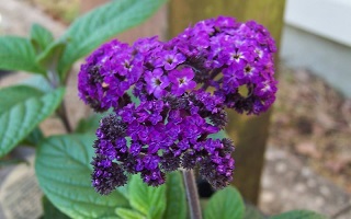 4.75T/10HELIOTROPE SCENT DK BLUE