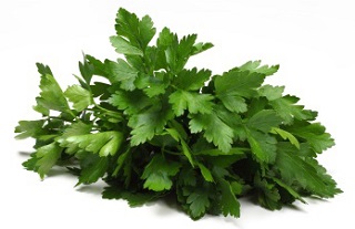 E4T/10HERB CILANTRO