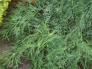E4T/10HERB DILL FERNLEAF
