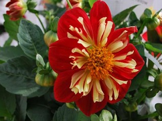 4.75T/10DAHLIA RED/YELLOW