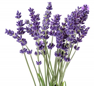 E4T/10HERB LAVENDER