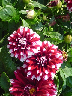 4.75T/10DAHLIA CRIMSON PICOTEE