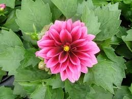 4.75T/10DAHLIA DALAYA CRANBERRY