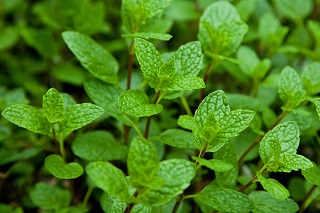 E4T/10HERB MINTMOJITO