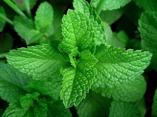 E4T/10HERB PEPPER MINT