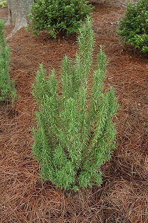 E4T/10HERB ROSEMARY UPRIGHT