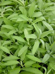 E4T/10HERB SAGE COMMON