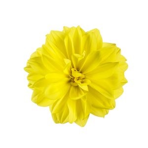 4.75T/10DAHLIA NOVATION YELLOW