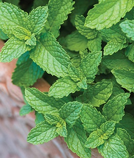 E4T/10HERB SPEARMINT
