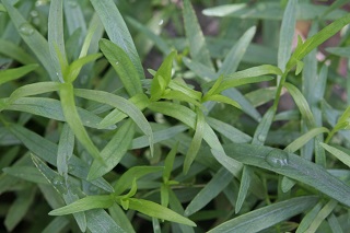 E4T/10HERB TARRAGON FRENCH