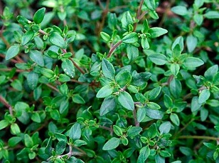 E4T/10HERB THYME COMMON