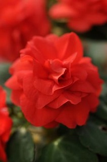 4.75T/10DBL IMPAT GLIMMER DK RED