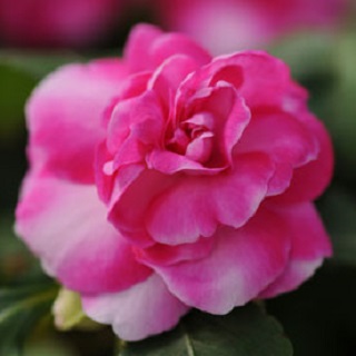 4.75T/10DBL IMPAT GLIMMER STRAW