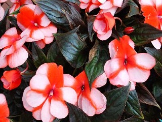 4.75T/10NEWGUINEA ORANGE ICE