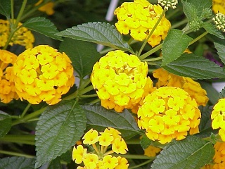 4.75T/10LANTANA NEW GOLD YELLOW