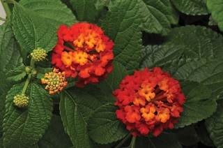 4.75T/10LANTANA BANDLRO CHRY SUN