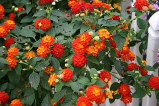 4.75T/10LANTANA BANDLST RED CHI