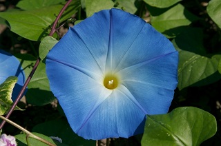 4.75T/10MORNING GLORY HEAVNBLUE