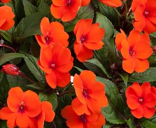 4.75T/10BEGON NONSTOP JOY RED