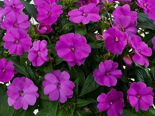 4.75T/10BEGON NONSTOP JOY ORNG