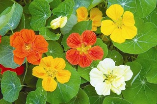 4.75T/10NASTURTIUM