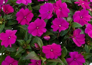 4.75T/10BEGON NONSTOP JOY YLLW