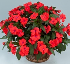 4.75T/10BEGON REX TREX STARDUST