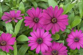 4.75T/10OSTEO BEST DEVOTED PURPL