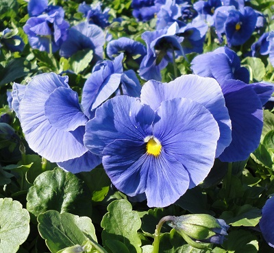 4.75T/10PANSY TRUE BLUE