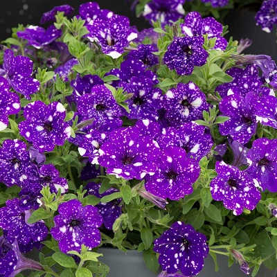 4.75T/10PETUNIA HEADLNR NIGHTSKY