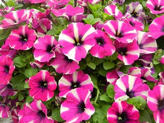 4.75T/10PETUNIA HEADL CRYST PINK