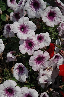 4.75T/10PETUNIA SUPERCAL BLU RSE