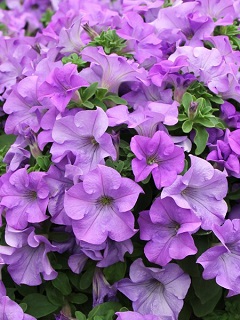 4.75T/10PETUNIA SURF HEAVNLYBLUE