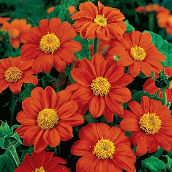 4.75T/10TITHONIA FIESTA DEL SOL