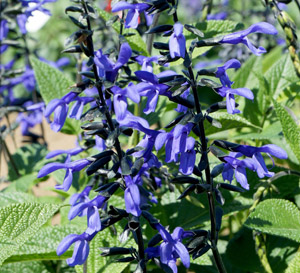 4.75T/10SALVIA BLACK AND BLOOM