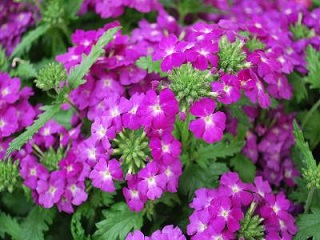 4.75T/10VERBENA WINK VIOLET