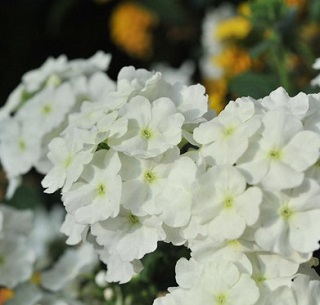 4.75T/10VERBENA CADET UPRT WHITE